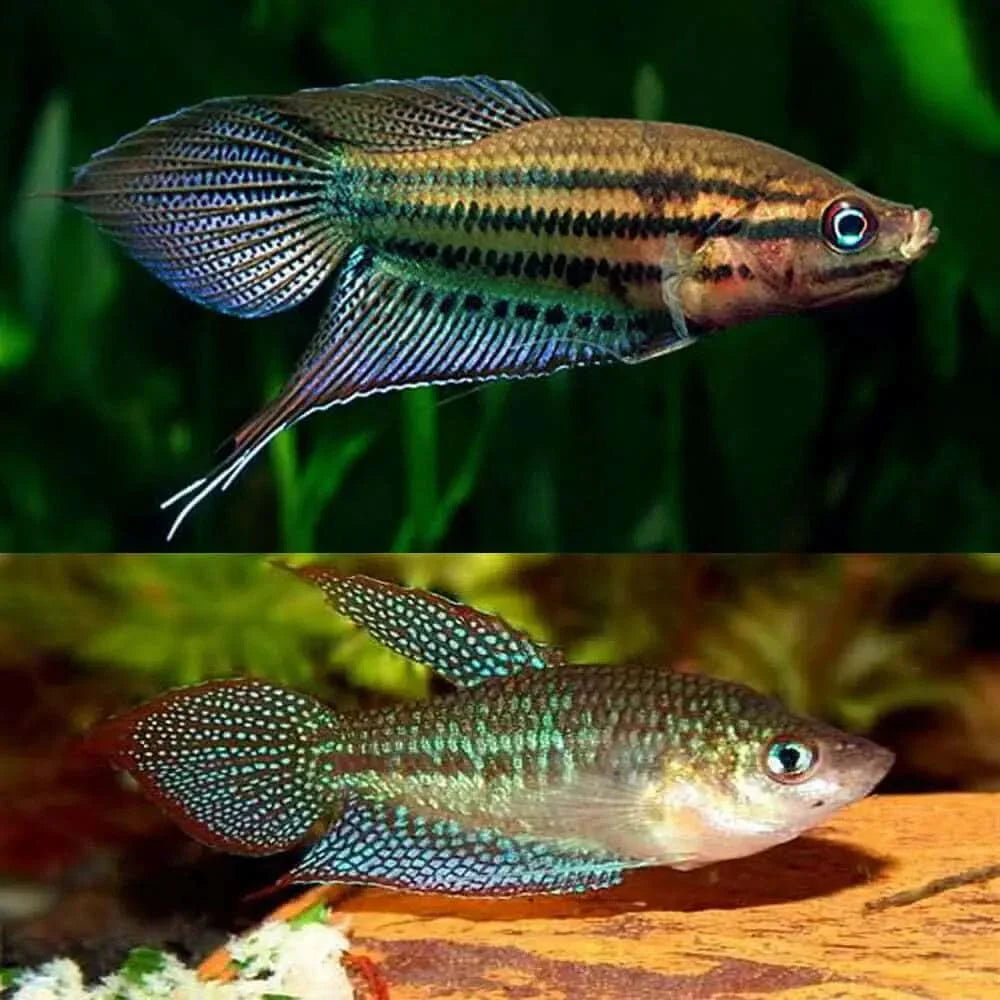 Two colorful paradise fish.
