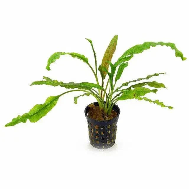 Green aquatic plant in black pot.