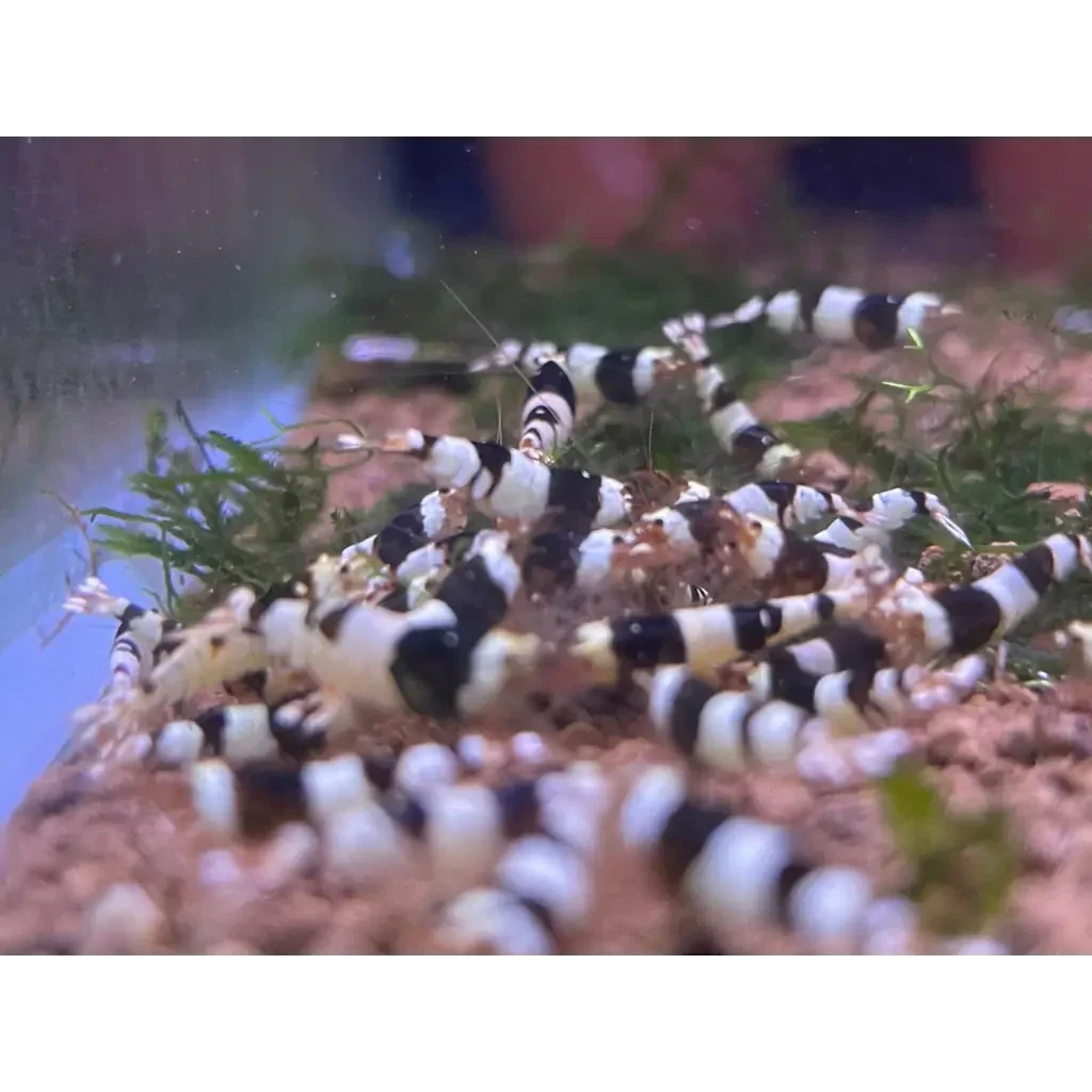 Black and white striped shrimp.
