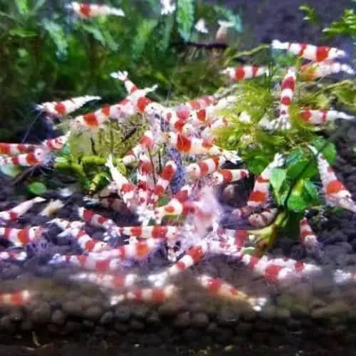 Red and white striped shrimp.