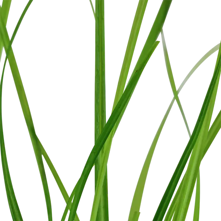 Cyperus helferi 5cm Pot