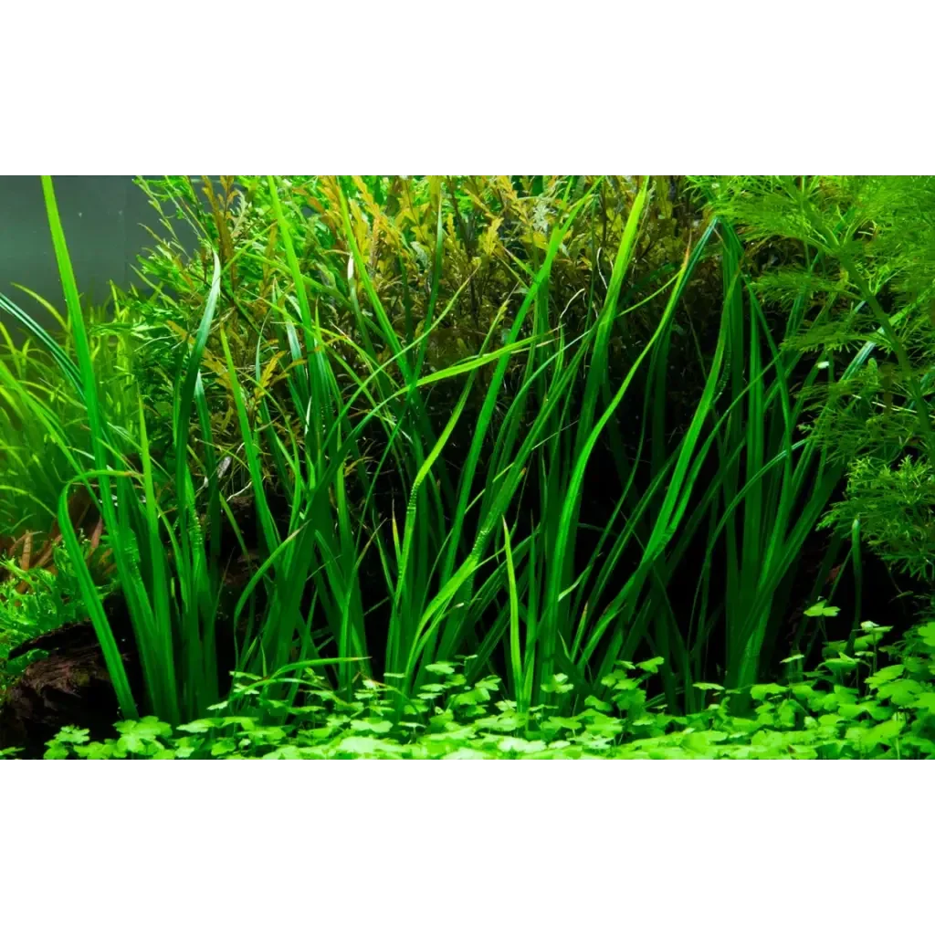 Lush green aquatic plants.