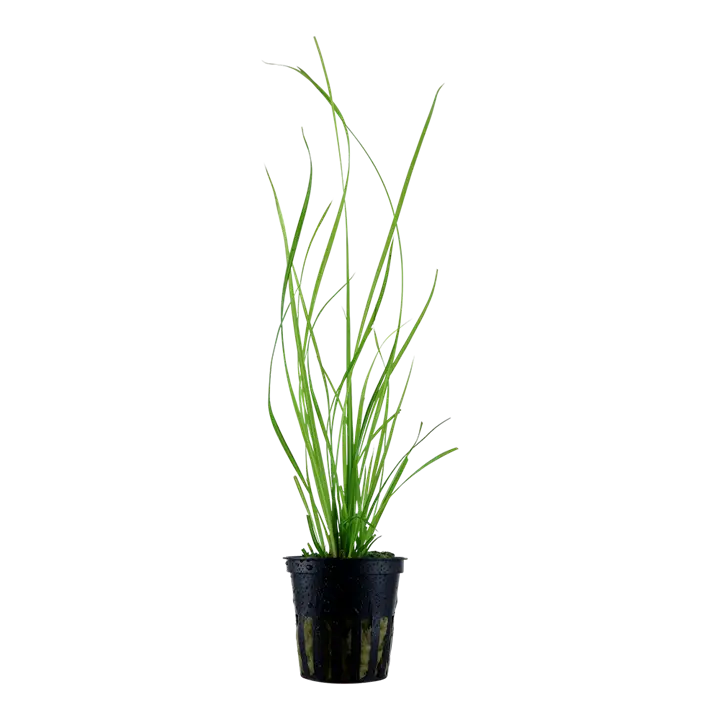 Cyperus helferi 5cm Pot