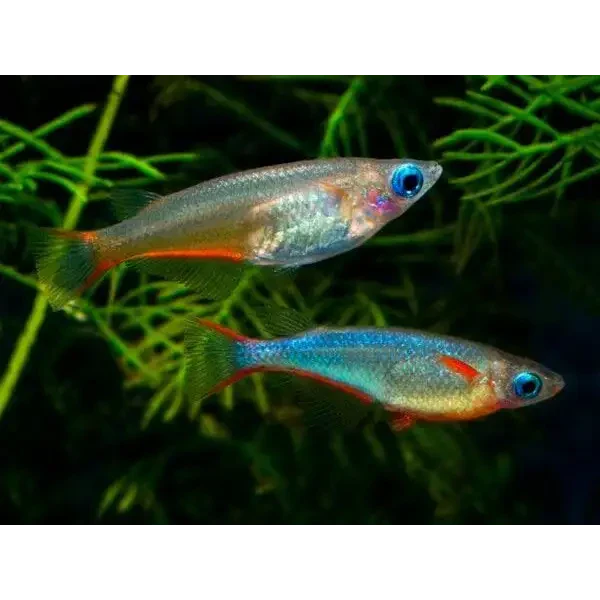 Two colorful celestial pearl danio fish.