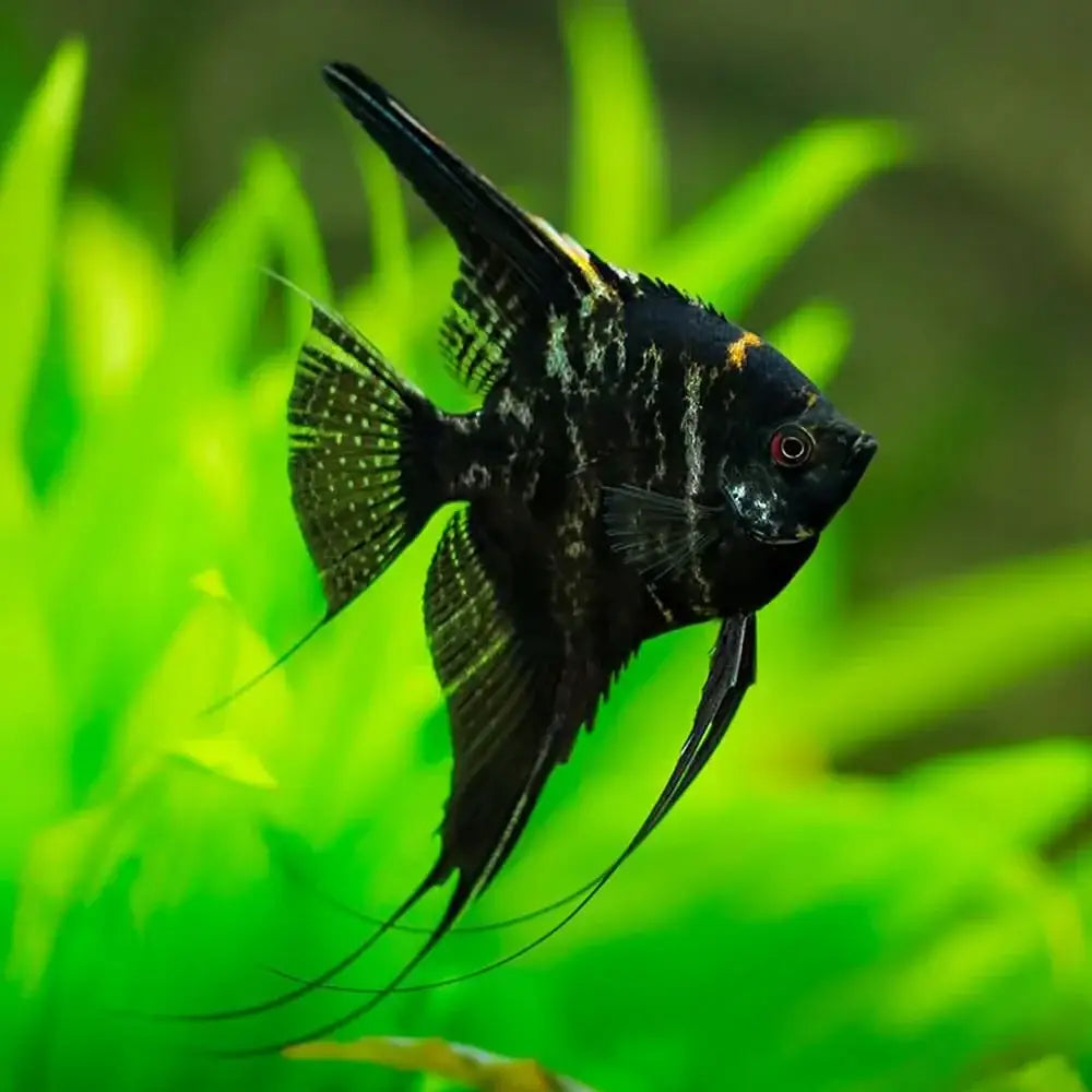 Black angelfish with long fins.