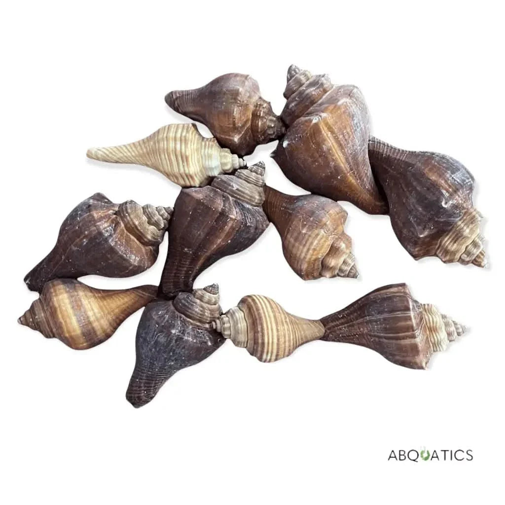 Pile of brown and beige conch shells.