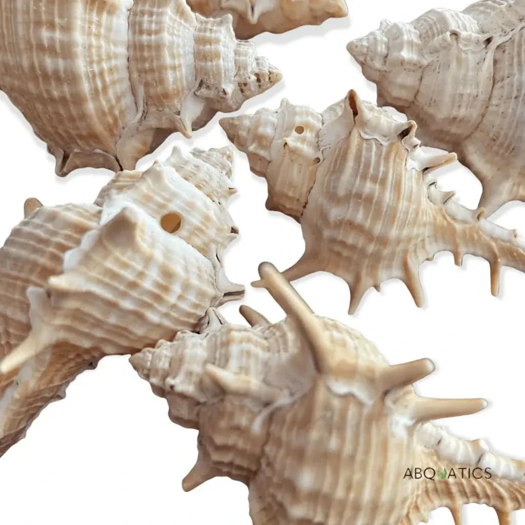Group of spiky conch shells.