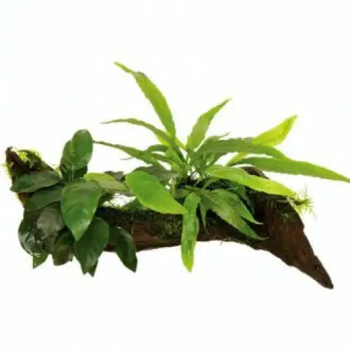 * DECOR WOOD W/ANUBIAS & JAVA FERN