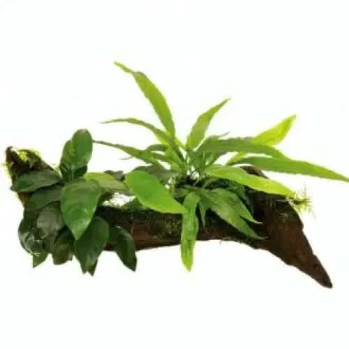 Aquatic plant arrangement on driftwood.