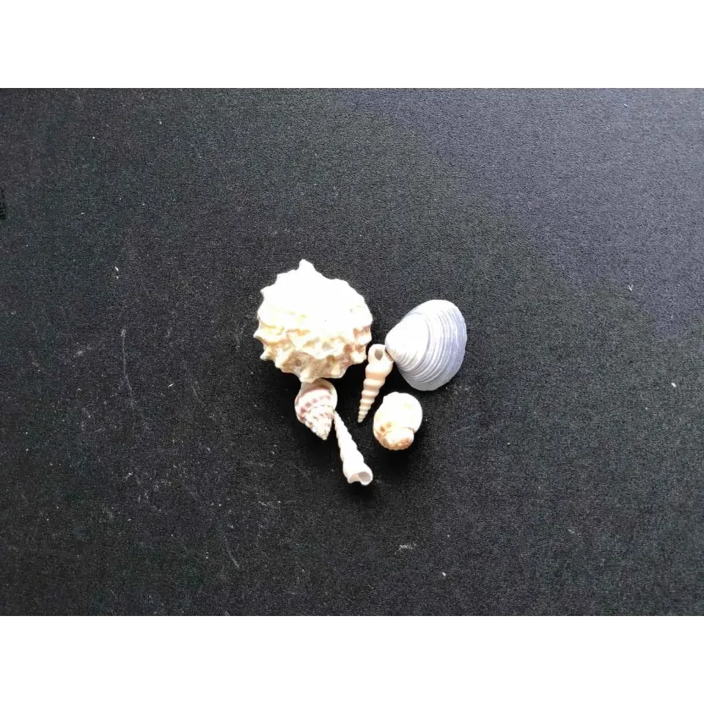Collection of seashells.