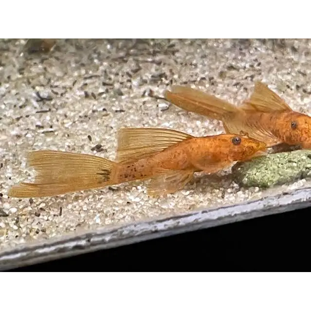 Two orange bristlenose plecos.