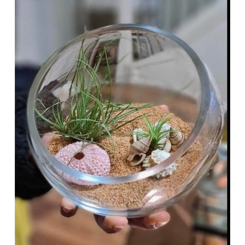 DIY Airplant Open Terrarium