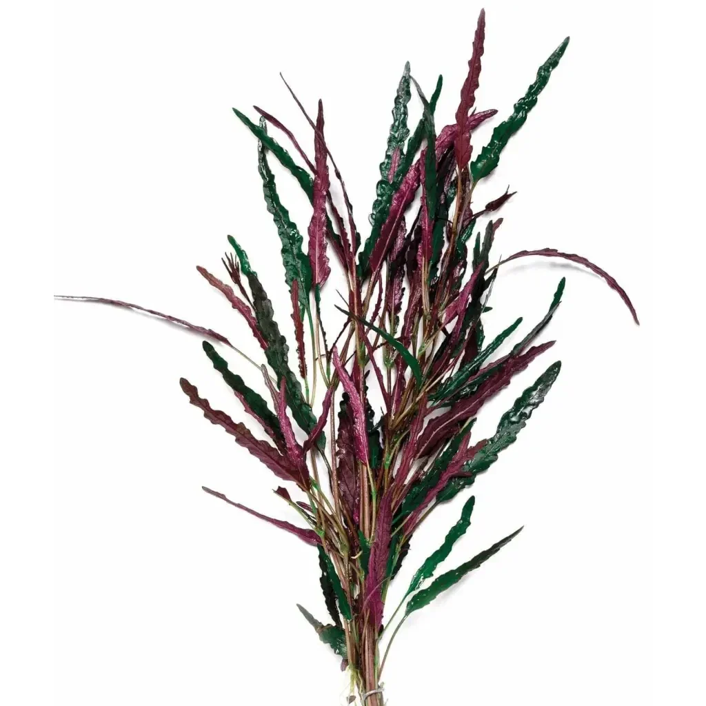 Aquatic plant with green and red leaves.