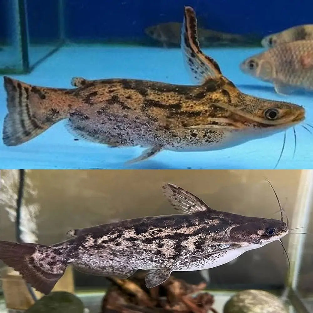A spotted, elongated catfish with prominent whiskers and a mottled brown-and-gray pattern swims gracefully in an aquarium.