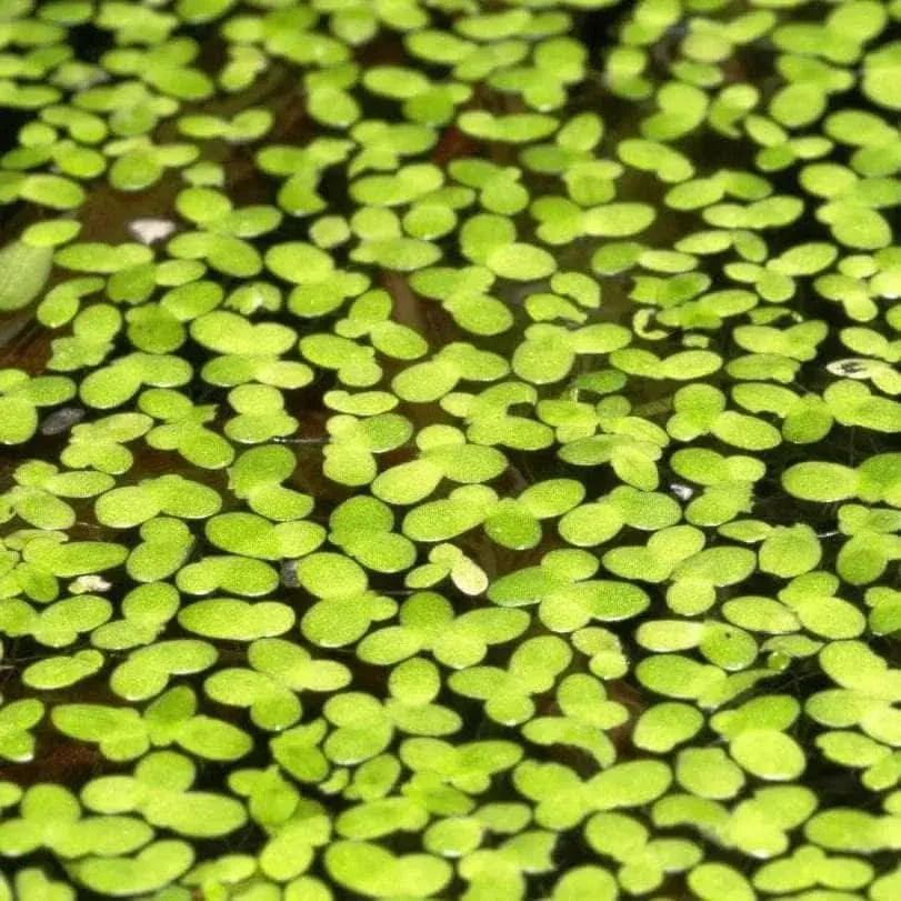 Dense green duckweed covering water.