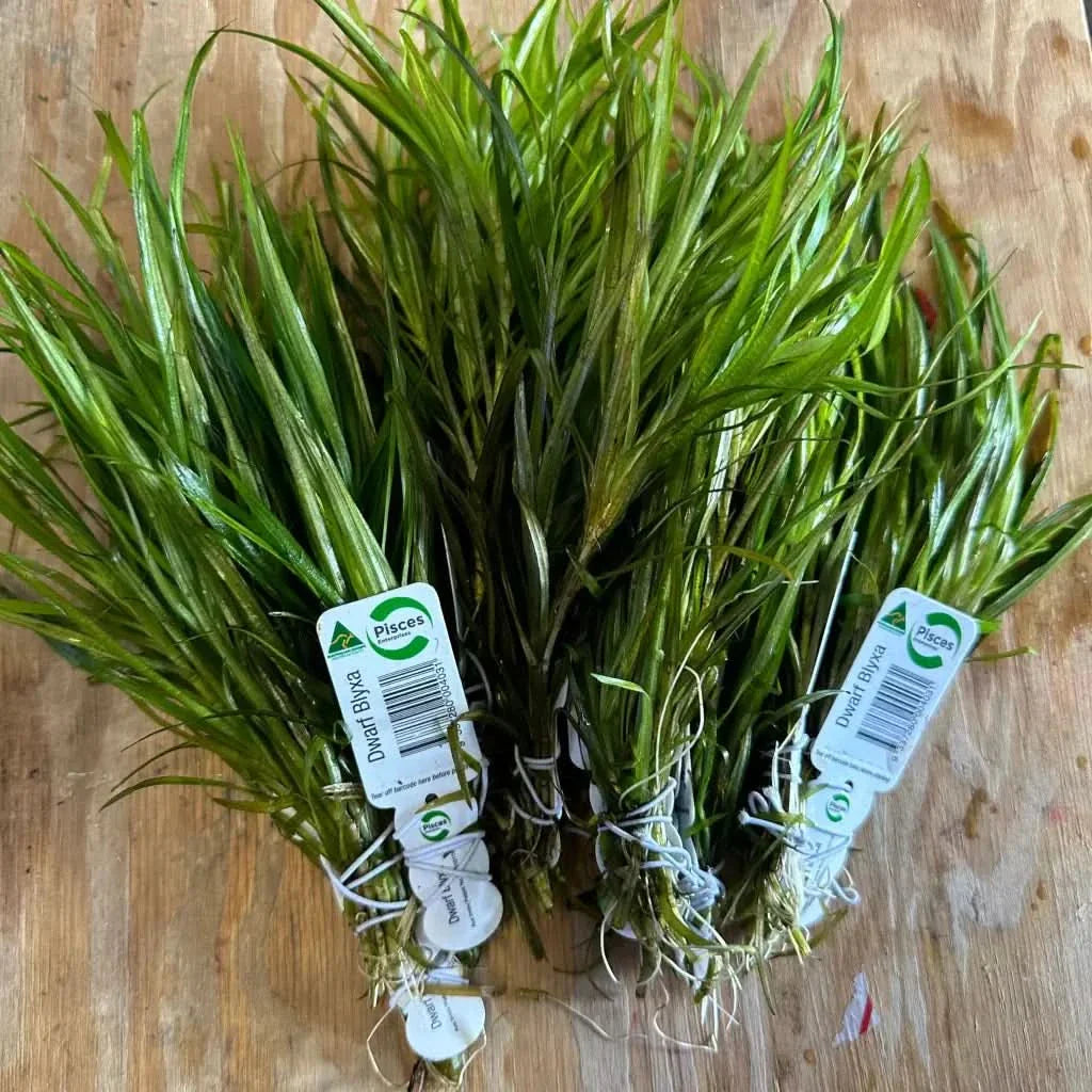 Bundles of green aquatic plants.