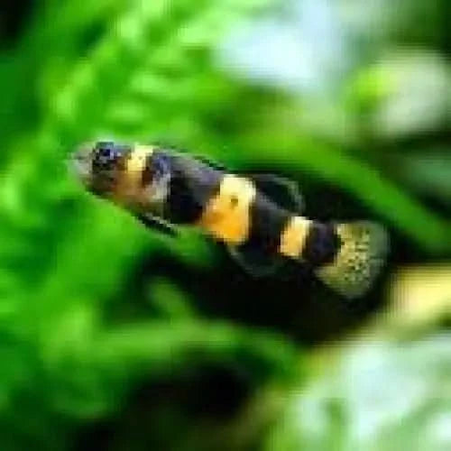 Striped black and yellow fish.