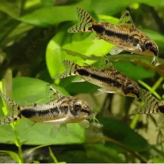 School of Corydoras catfish.