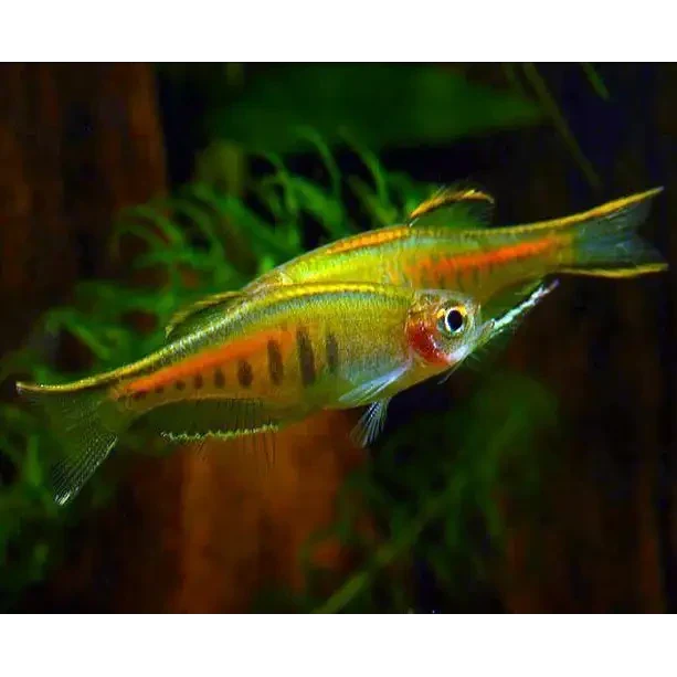 Two translucent fish with orange stripes.