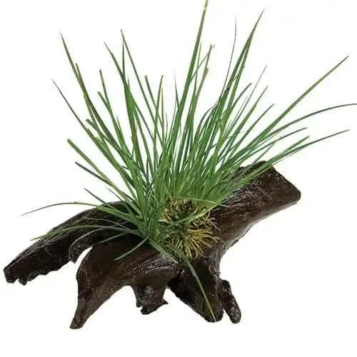 Aquatic plant on driftwood.