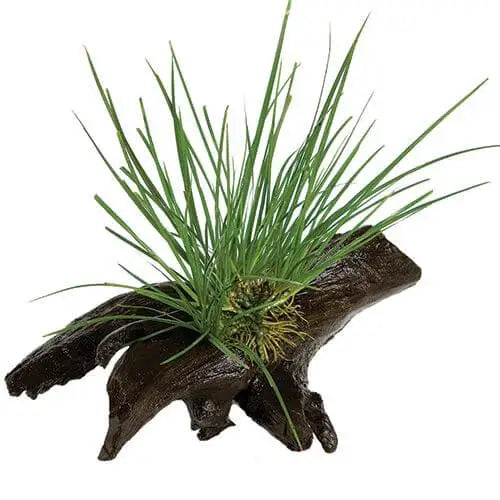 Dwarf Green Rush - Mini Driftwood