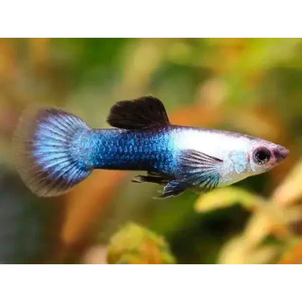 Blue and white guppy fish.