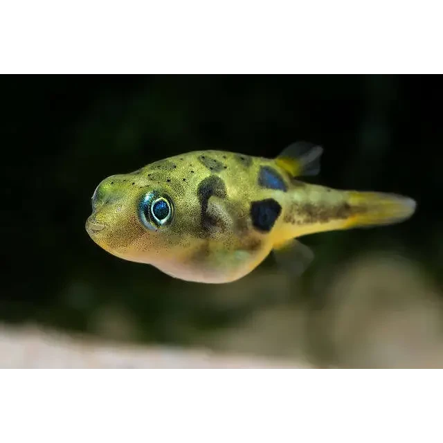 Green and yellow pufferfish with black spots.