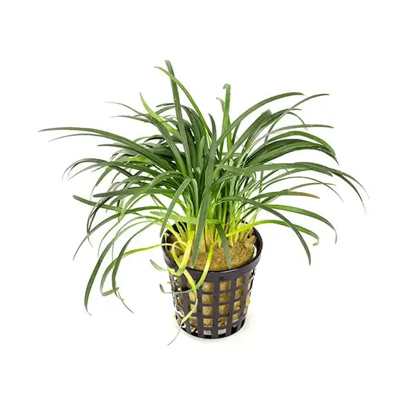 Dwarf Pongol - 5cm Pots