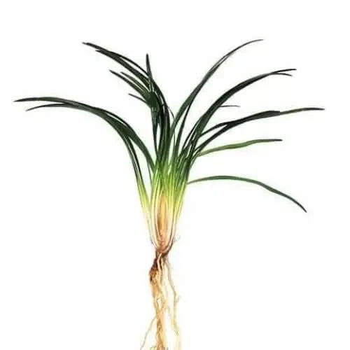 Bare-root mondo grass plant.