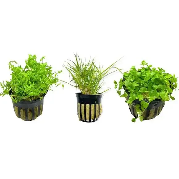 Three potted aquatic plants.