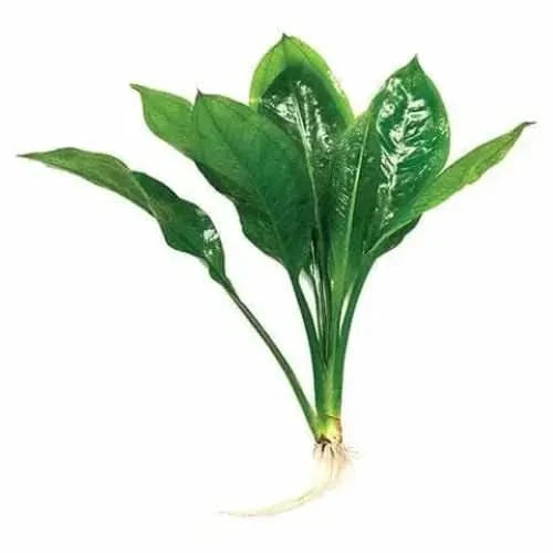 Green aquatic plant with roots.
