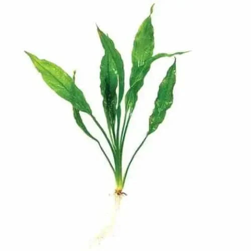 Green aquatic plant with roots.