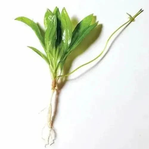 Aquatic plant with green leaves and white roots.