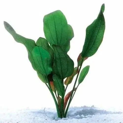 Green aquatic plant.