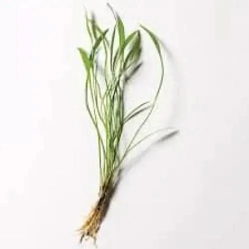 Aquatic plant with long, slender leaves.