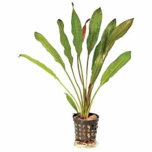 Potted aquatic plant with long, green leaves.