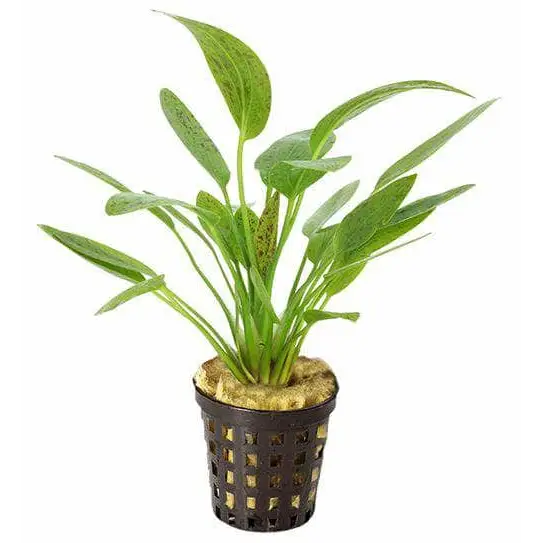 Echin. Ozelot Green Pot