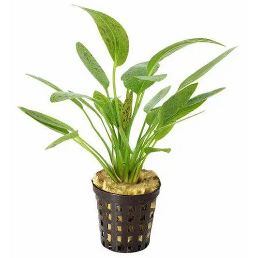 Echin. Ozelot Green Pot