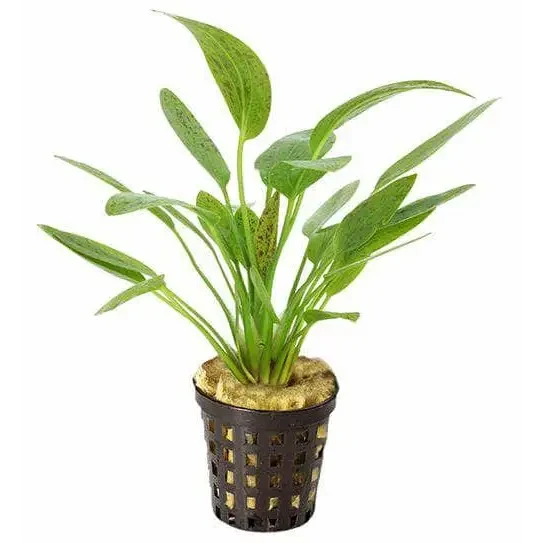 Potted green aquatic plant.