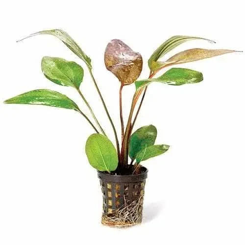 Potted aquatic plant with green and brown leaves.