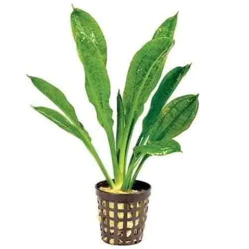 Potted green aquatic plant.
