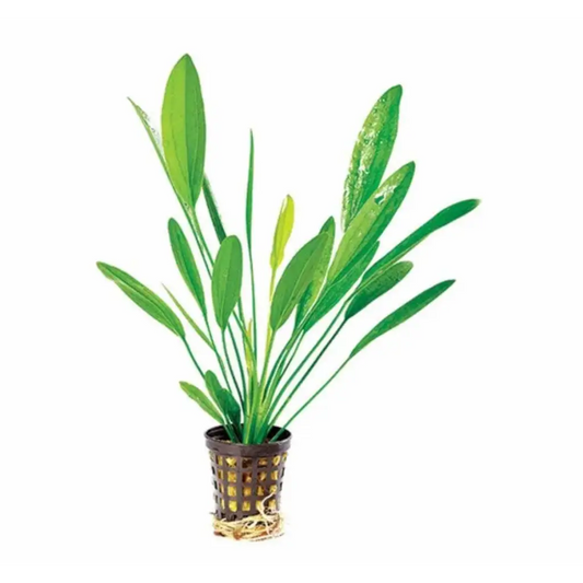 Echin. Uruguayensis - 5cm Pot