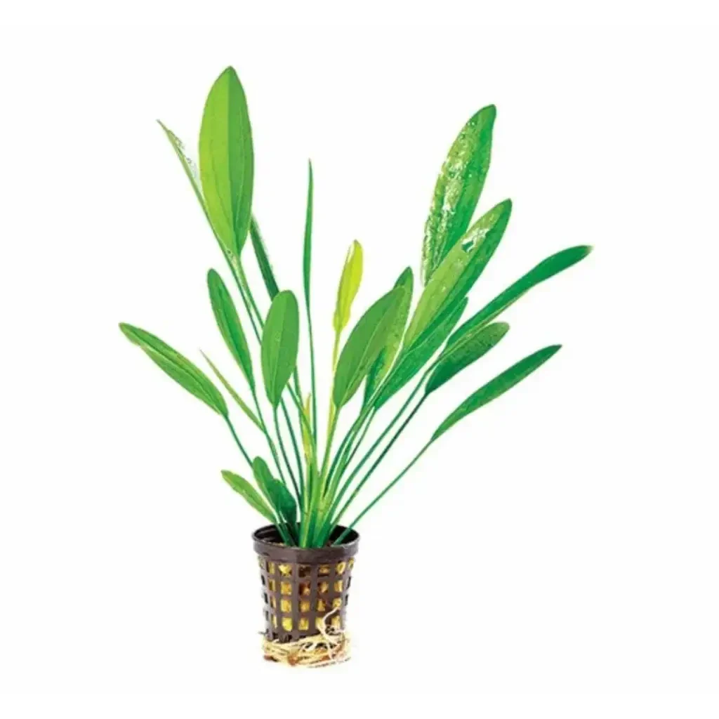 Aquatic plant in a basket.