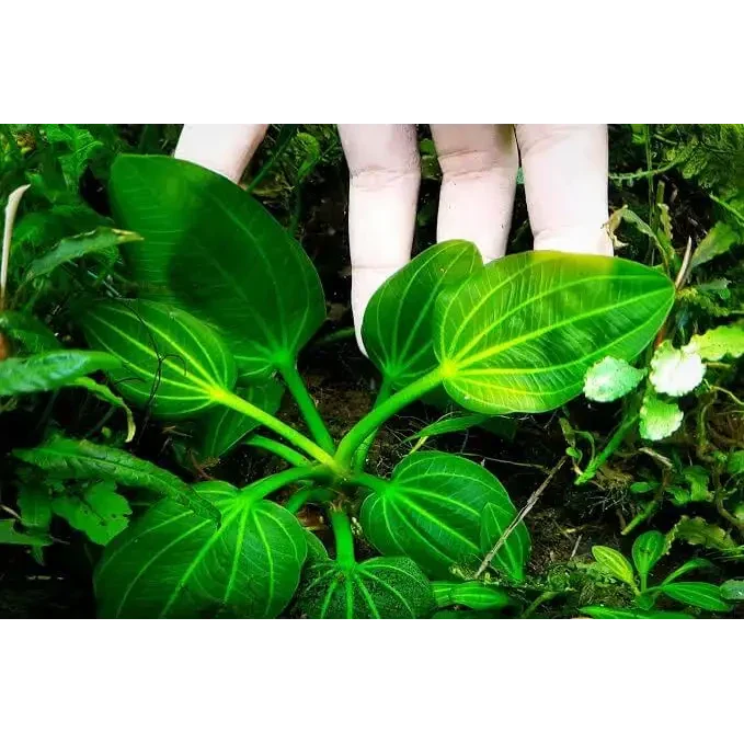 Green aquatic plant with veined leaves.