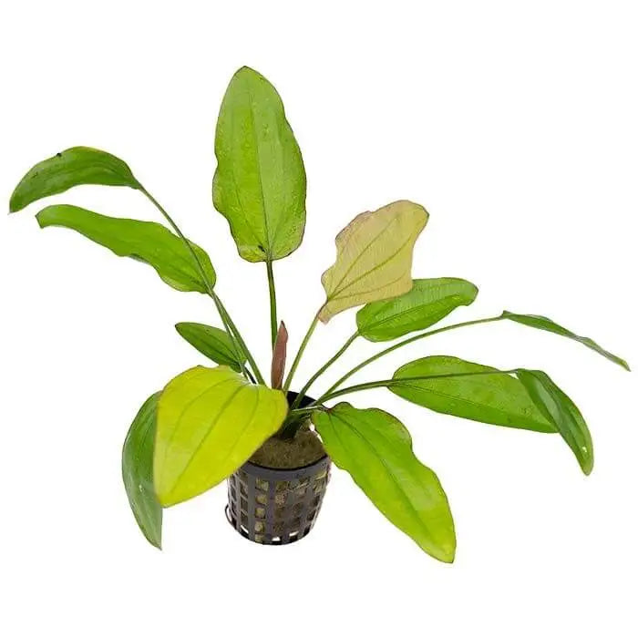 Echinodorus Oriental - 5cm Pot