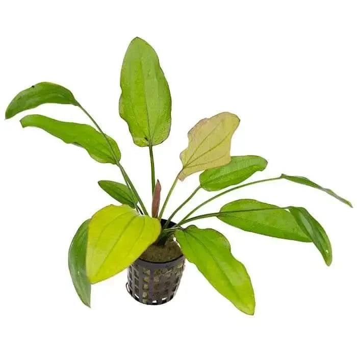 Aquatic plant with green leaves.
