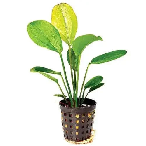 Potted green aquatic plant.