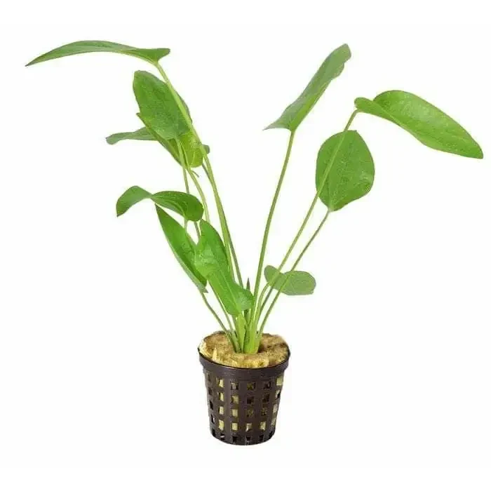 Potted green aquatic plant.