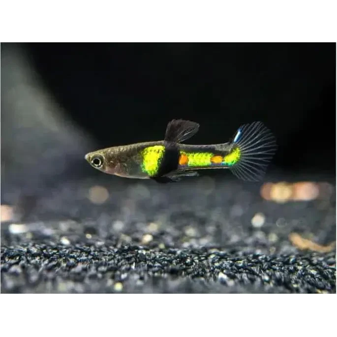 Colorful guppy fish.