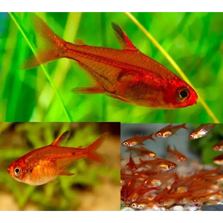 Red fish with translucent fins.